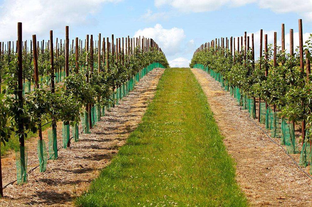 一分鐘看懂現(xiàn)代化果園系統(tǒng)！